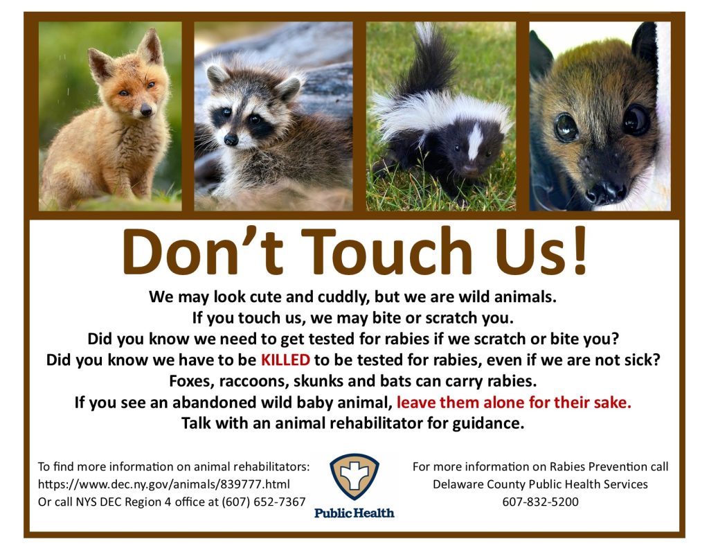 Don’t touch wild animals! They may look cute and cuddly, but they are wild animals. If you touch them, they may bite or scratch you. Did you know wild animals need to get tested for rabies if they scratch or bite you? Did you know they have to be KILLED to be tested for rabies, even if they are not sick? Foxes, raccoons, skunks and bats can carry rabies. If you see an abandoned wild baby animal, leave them alone for their sake. Talk with an animal rehabilitator for guidance. To find more information on animal rehabilitators: https://www.dec.ny.gov/animals/839777.html or call NYS DEC Region 4 office at 607-652-7367.