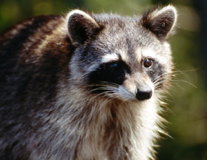 Image of raccoon.