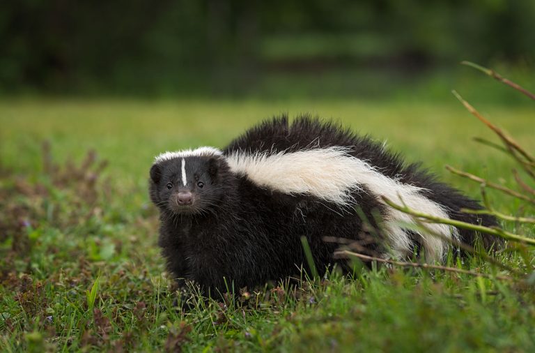 Skunk Tests Positive for Rabies in the Village of Deposit