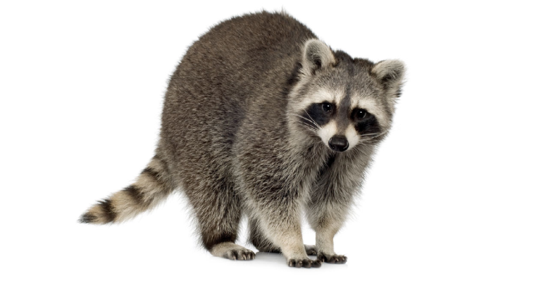 Raccoon tests positive for rabies in Kortright
