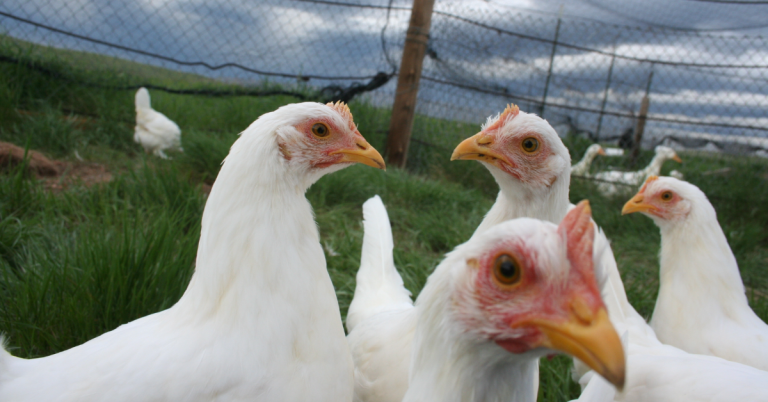 Chickens